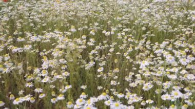 Güzel papatya tarlası, çiçek açan yaz çayırı, akşam vakti. Doğa konsepti. 4k görüntü.