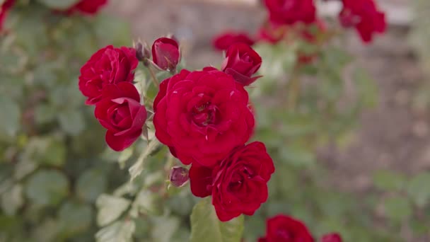 Belle Rose Fresche Città Sfondo Naturale Grande Infiorescenza Rose Cespuglio — Video Stock