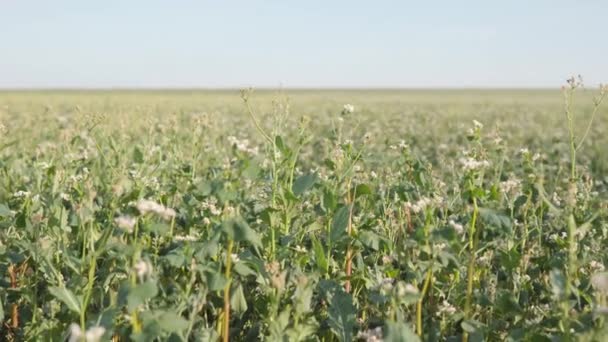 Kvetoucí Pohankové Pole Bílé Pohankové Květiny Zblízka Modrá Obloha Jasné — Stock video