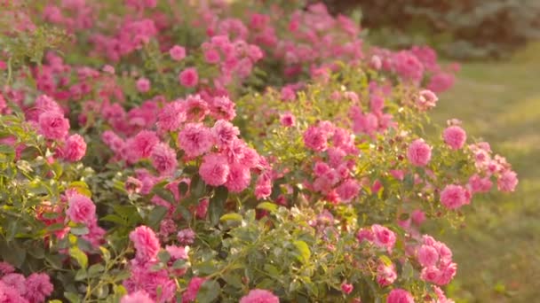 Beautiful Pink Roses City Nature Background Large Inflorescence Roses Bush — Vídeo de stock
