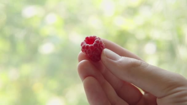 Ripe Raspberry Hands Man Farmer Showing Raspberry Harvest Close Shot — Video Stock