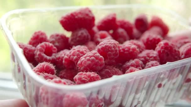 Ripe Juicy Organic Raspberries Plastic Box Farmer Shows Appetizing Raspberries — Stockvideo