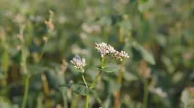 Close-up of a blooming white buckwheat flowers close-up shot. Agricultural Business concept, 4k.