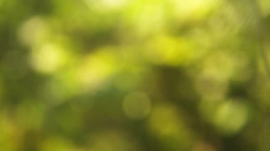 Odaklanmamış bokeh, yeşil doğa arka planı, parlak yapraklar, yaratıcı ihtiyaçlar için rahatlatıcı zemin.