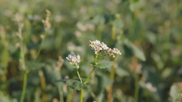 Közelkép Egy Virágzó Fehér Hajdina Virágokról Közelkép Mezőgazdasági Üzleti Koncepció — Stock videók