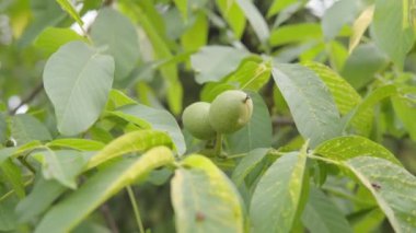 Olgunlaşmamış yeşil ceviz bir dala asılı. Yeşil fındıklı çiğ ceviz. Yakın çekim..