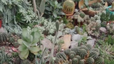 Farklı Amerikan kaktüslerinin Gimbal çekimi, bir seradaki kaktüsler kümesi, yakın çekim, yavaş çekim.