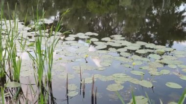 Water lilies on the surface of the water, river in the city park, summer evening. 4k footage.