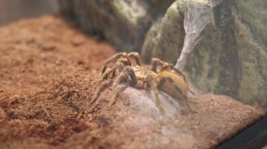 Pterinochilus murinus, Afrika kıtası Angola 'dan turuncu babun tarantulası olarak da bilinir..