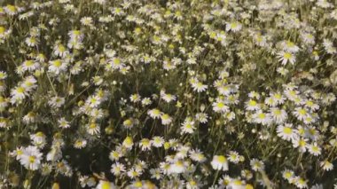 Güzel papatya tarlası, çiçek açan yaz çayırı, akşam vakti. Doğa konsepti. 4k görüntü.