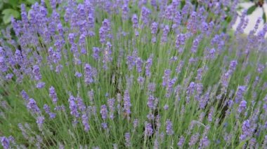 Yakın plan, sevimli lavanta çiçekleri, mis kokulu mor çalı, statik çekim. Aromaterapi konsepti. 4k çözünürlüğü.