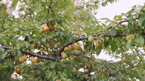 Fruits Non Mûrs Abricots Sauvages Accrochés Sur Les Branches Vidéo — Video