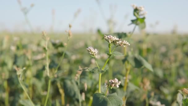 Buckwheat Blooms Field Sways Wind Gimbal Shot Close Shot Agricultural — Stock video