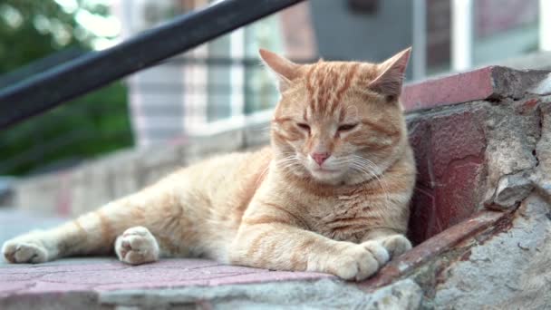 Kucing Pirang Tunawisma Tidur Manis Tangga Jalan Rekaman Gerak Lambat — Stok Video