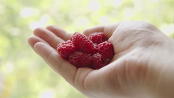 Farmer Shows Organic Raspberry His Palm Fresh Harvest Close Shot — Stockvideo