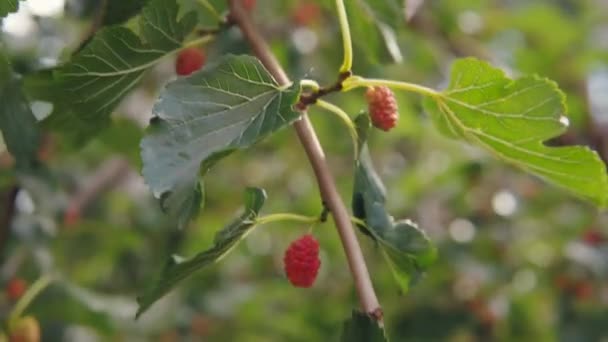 Close Black Mulberry Fruits Branch Harvest Juicy Useful Mulberries Footage — Stock Video