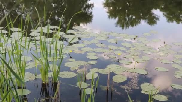 Water Lilies Surface Water River City Park Summer Evening Footage — Wideo stockowe