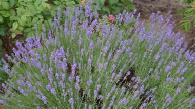 Close-up, lovely lavender flowers, fragrant purple bush, static shot. Aromatherapy concept. 4k resolution.