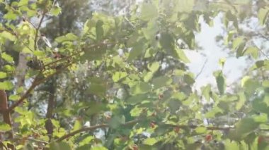 Bir dalda siyah dut meyveleri, sulu ve yararlı dut hasadı. 4k görüntü.