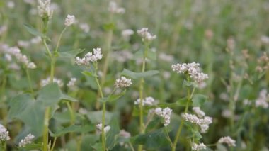 Buckwheat blooms in the field and sways in the wind, gimbal shot. Close-up shot. Agricultural Business concept, 4k.