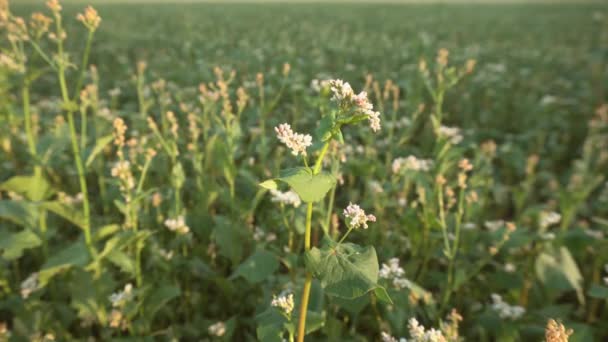 Close Buckwheat Blooms Field Sways Wind Gimbal Shot Close Shot — Video