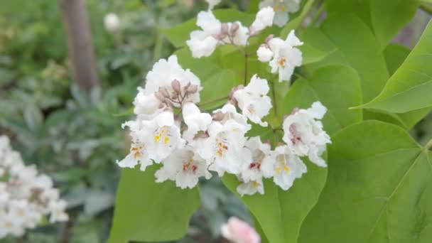 Close Catalpa Bignonioides White Flowers High Quality Footage — Stockvideo
