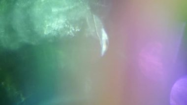 Abstract highlight nostalgic elegant shimmering background. Light leaks for your video. 4k Uhd resolution. 