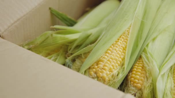 Fresh Corn Cobs Harvested Organic Eco Plantation Box Fresh Harvest — 图库视频影像