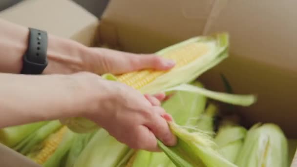 Organic Corn Harvest Farmer Unwrapping Ear Organic Golden Corn Agricultural — ストック動画