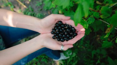 Taze çilek tutan genç bir kadın çiftçi elleri. Siyah frenk üzümü, blackberry. Closeup çekim.