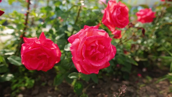 Lindas Rosas Vermelhas Vento Jardim Tiro Perto — Fotografia de Stock