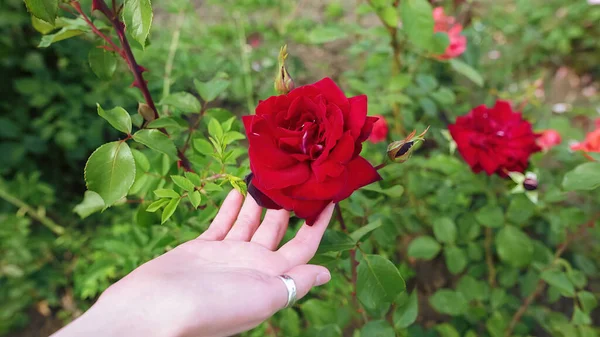 Mão Feminina Toca Suavemente Uma Rosa Vermelha Canteiro Flores Tiro — Fotografia de Stock