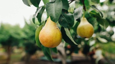Rüzgar dalları ile olgun bir sulu armut meyve ağacı sahada bir kırsal çiftlik hasat sırasında sallıyor. Tarım manzara çekimi. Sağlıklı bir diyet kavramı.