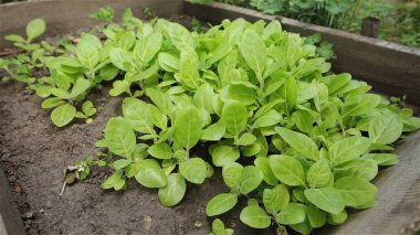 Çin lahanası bir organik bahçe yatak büyüyen tohum. Closeup çekim.