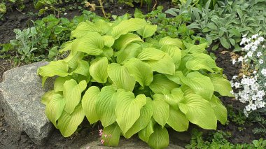 Hosta yağmur damlaları ile yeşil yaprakları. Pan çekim.