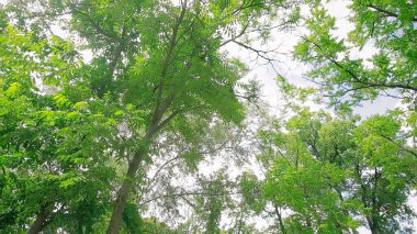 Güneşli bir günde güzel akasya. Yeşil yeşillik. 