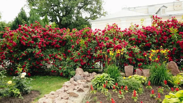 Grupa Czerwonych Róż Ogrodzie Szeroki Kąt Strzał Pięknych Kwiatów — Zdjęcie stockowe