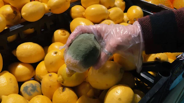 Гнилой Низкокачественный Лимон Руках Девушки Плесень Испорченные Продукты Супермаркете Крупный — стоковое фото