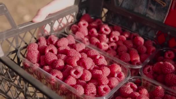 Die Sonnenstrahlen Fallen Auf Reife Saftige Himbeeren Durchsichtigen Schachteln Landwirtschaft — Stockvideo