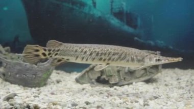 Hayvanat bahçesindeki ördek gagalı yayın balığı. Lepisosteus platyrhincus. Yüksek kalite 4k görüntü
