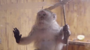 Hayvanat bahçesindeki üzgün bir maymunun portresi. Makak insan eline cam yoluyla dokunur. Esaret altında yaşam kavramı. 4k görüntü.