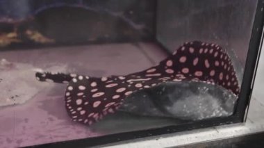 Potamotrygon Leopoldi, hayvanat bahçesindeki akvaryumun dibinde yüzüyor. 4K 'lık yakın çekim..