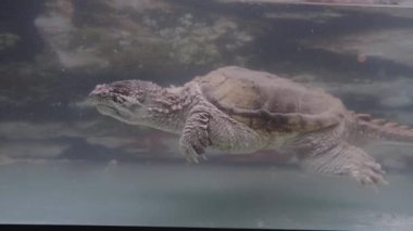 Kaplumbağa Chelydra Serpentina sıkışık bir akvaryumda yüzer. 4k görüntü.