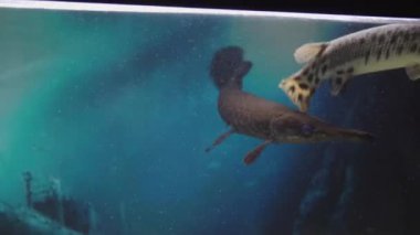 Hayvanat bahçesindeki ördek gagalı yayın balığı. Lepisosteus platyrhincus. Yüksek kalite 4k görüntü
