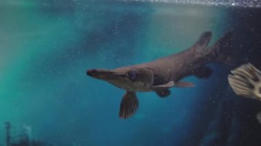 Hayvanat bahçesindeki ördek gagalı yayın balığı. Lepisosteus platyrhincus. Yüksek kalite 4k görüntü