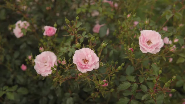 Inflorescência Rosas Rosa Arbusto Cidade Fundo Natureza Close — Fotografia de Stock