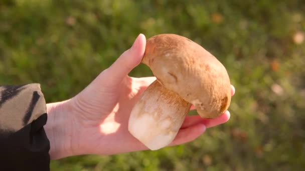 Large Ripe Boletus Womans Hand Collection Mushrooms Autumn Blurred Background — Stock Video