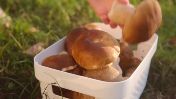 Collection Mushrooms Autumn — Stock Video