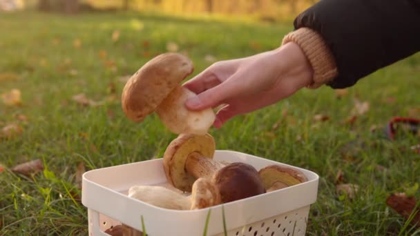 一个女人展示了一个在森林里新鲜采摘的大蘑菇和其他蘑菇的背景 特写镜头 — 图库视频影像