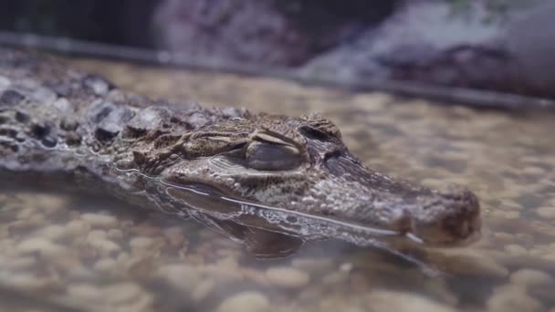 Kaaiman Krokodil Hoofd Het Water Dierentuin Close Beeldmateriaal — Stockvideo